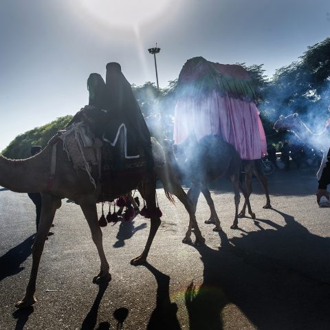 Camels cross the street