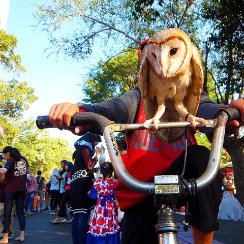 CYCLING OWLS