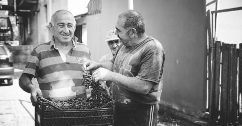 Grape harvest