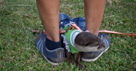 Sweety Otter