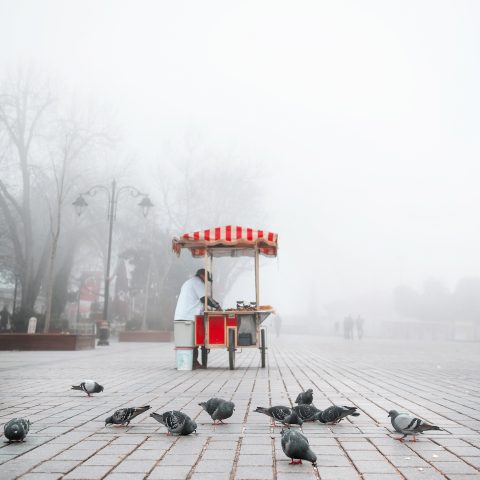 pigeons