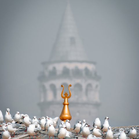 sea gulls