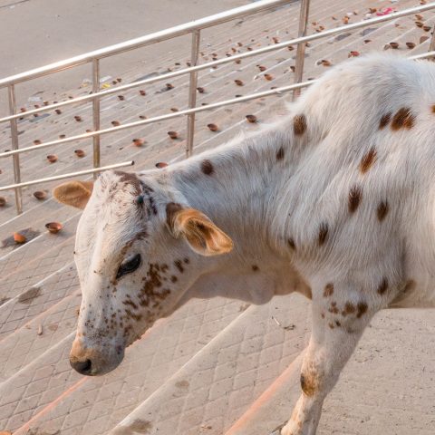 Cow Pattern