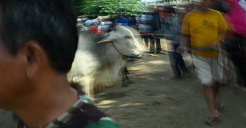 Noisy Livestock Market