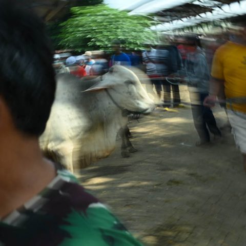 Noisy Livestock Market