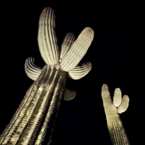 Sonoran Sentinels