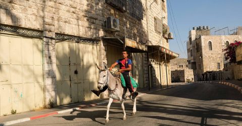 Boy on a donkey