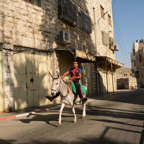 Boy on a donkey