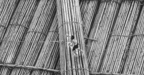 Drinking And Walking On Bamboos