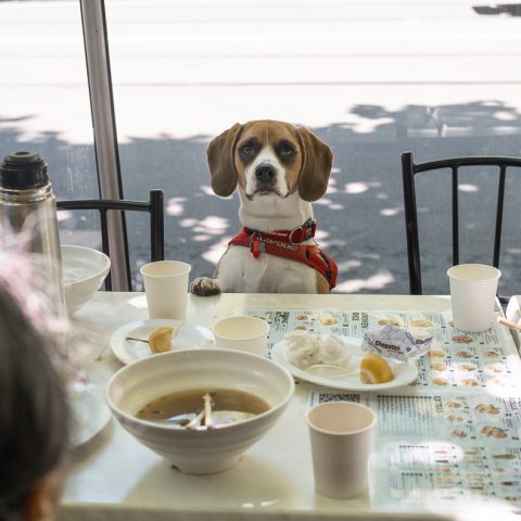 A Dogs Breakfast