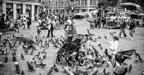 Feeding pigeons