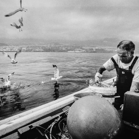 Fisherman and his daily friends, 2009