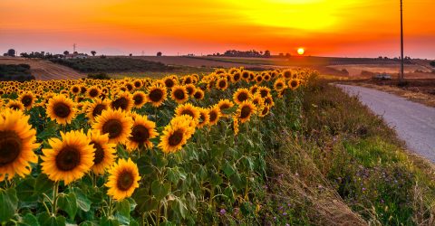 Sunflowers