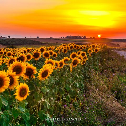 Sunflowers