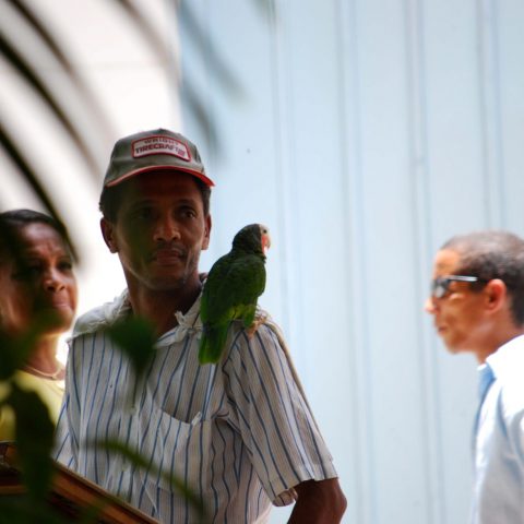 havana street – the parrot for a walk