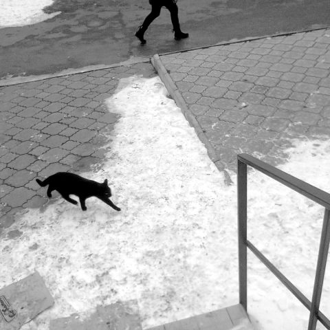 Black cat walk