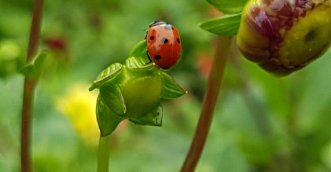 Lady bug