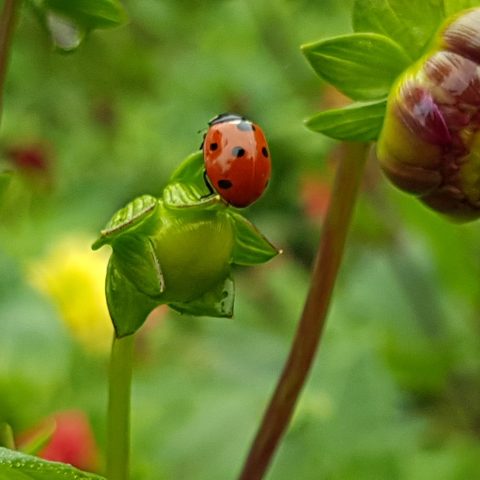 Lady bug