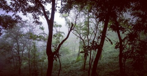 The crystal forest