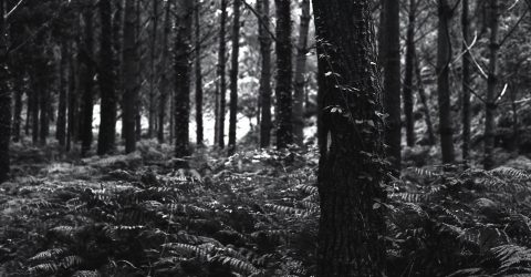 Dark wood