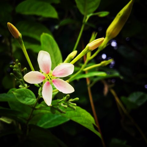 Street flower