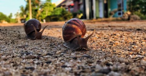 Snail Off Road Race