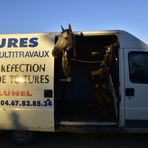 Horse in car