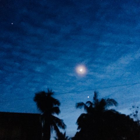 Trees under the moon