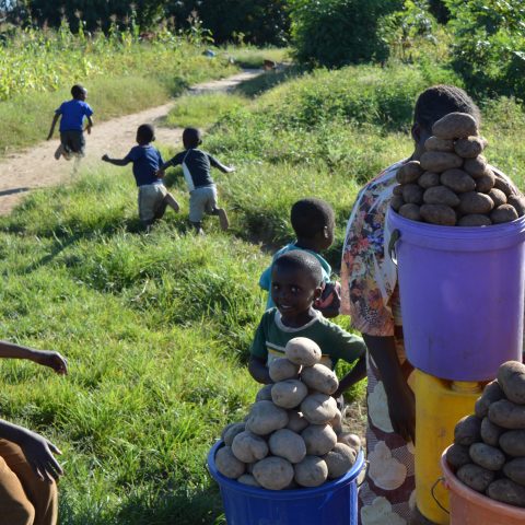 Potato sellers