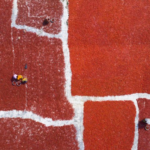 Sea of Chili peppers covers acres of land in Bangladesh