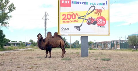 camel and advertising