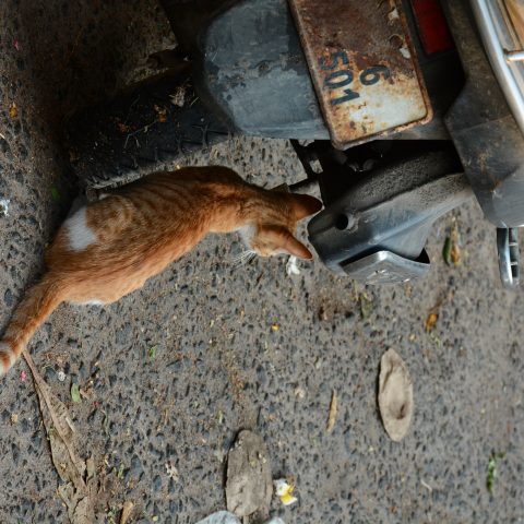 Cat that squats for heat