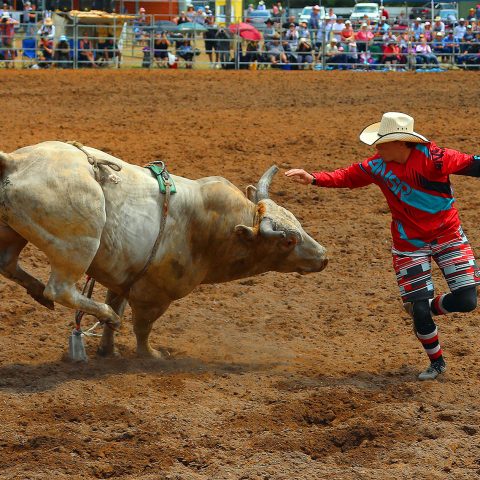 Dancing with the bull