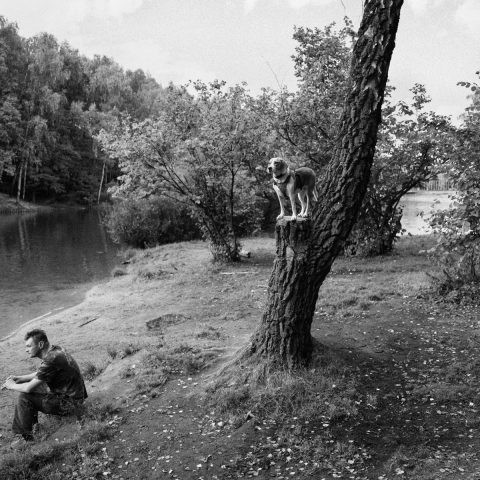 Dog on a tree