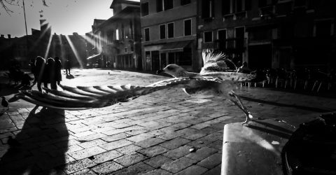 Seagull in Venice