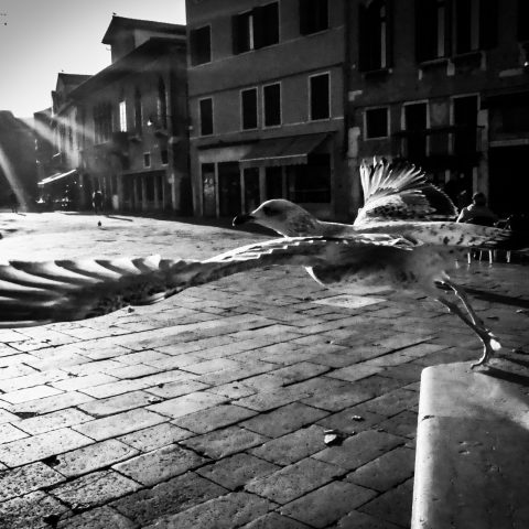 Seagull in Venice