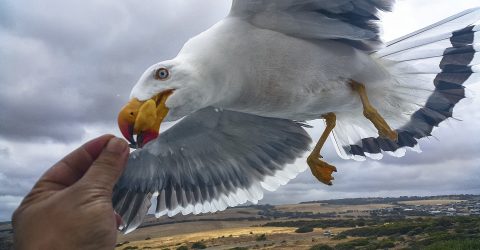 Gull Feeding