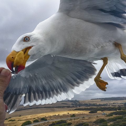 Gull Feeding