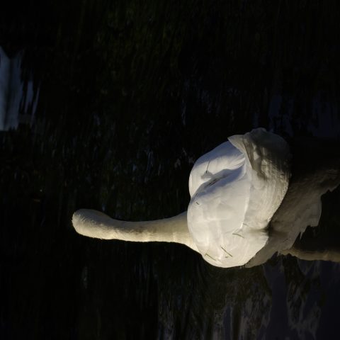 Swan