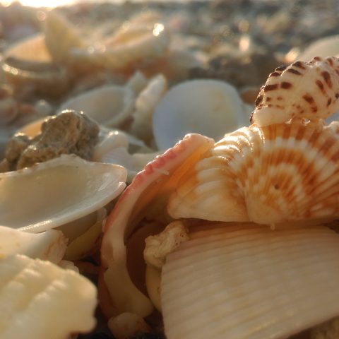 Shells