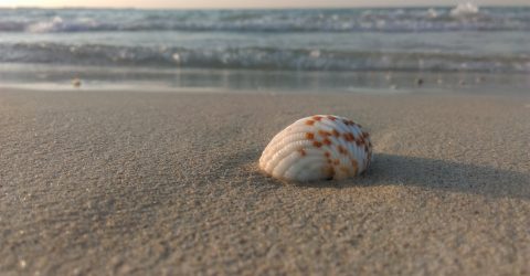 Beach shell