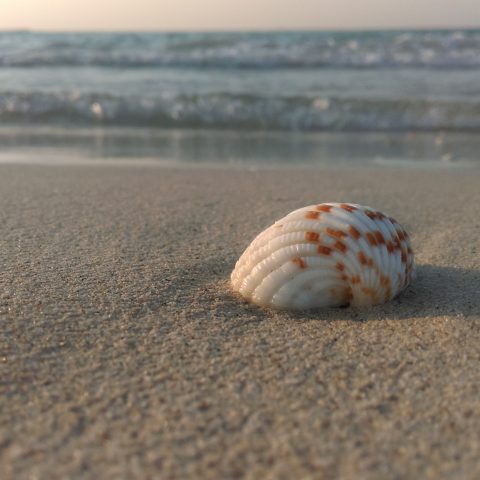 Beach shell