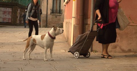 a Lady and a dog