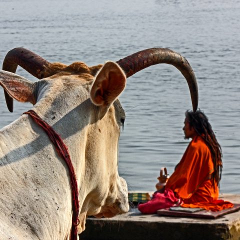 COW HORN AND A SAINT