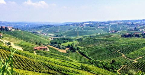 Barbaresco around