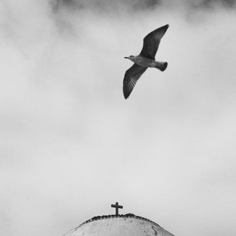 Seagull over the Church