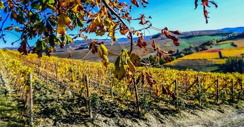 Golden vineyard