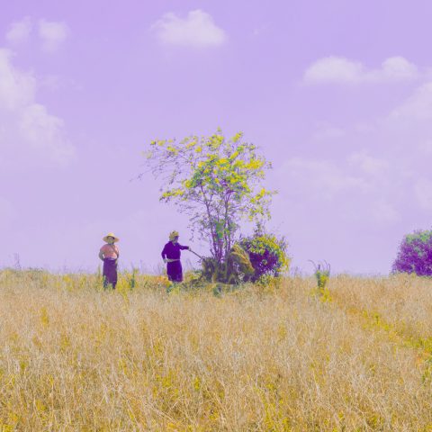 Purple Field