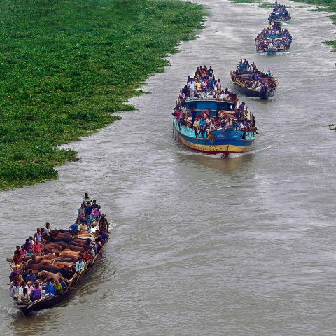 Cattle Boat