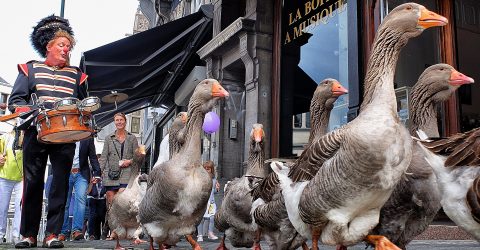 La fanfare des oies